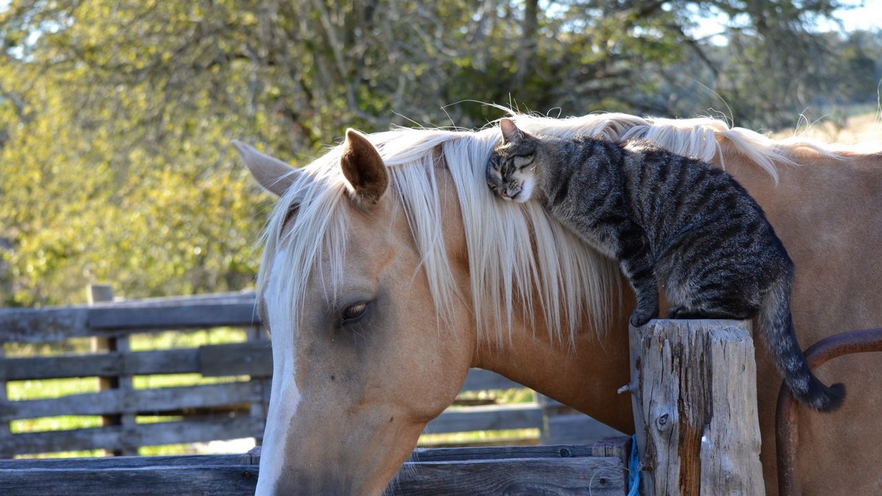Wallpaper horse, cat, friendship