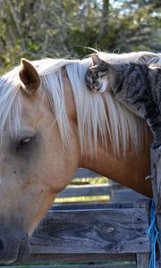 Preview wallpaper horse, cat, friendship