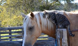 Preview wallpaper horse, cat, friendship