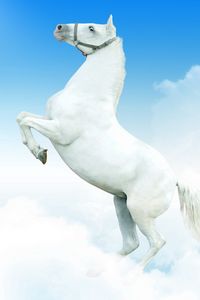 Preview wallpaper horse, clouds, jump