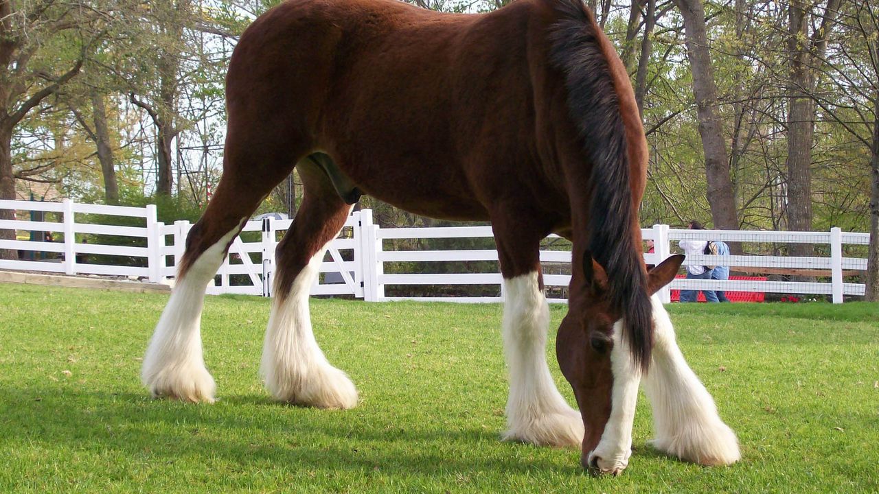 Wallpaper horse, color, grass, fences, stables, food, walk
