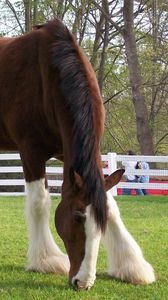 Preview wallpaper horse, color, grass, fences, stables, food, walk