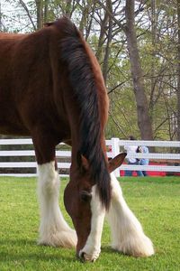 Preview wallpaper horse, color, grass, fences, stables, food, walk