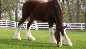 Preview wallpaper horse, color, grass, fences, stables, food, walk