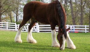 Preview wallpaper horse, color, grass, fences, stables, food, walk