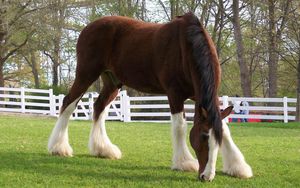 Preview wallpaper horse, color, grass, fences, stables, food, walk