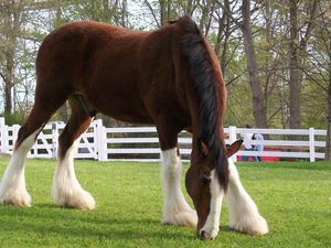 Preview wallpaper horse, color, grass, fences, stables, food, walk