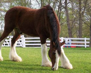 Preview wallpaper horse, color, grass, fences, stables, food, walk