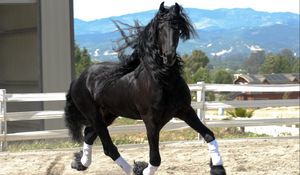 Preview wallpaper horse, color, race, handsome, mane, wind