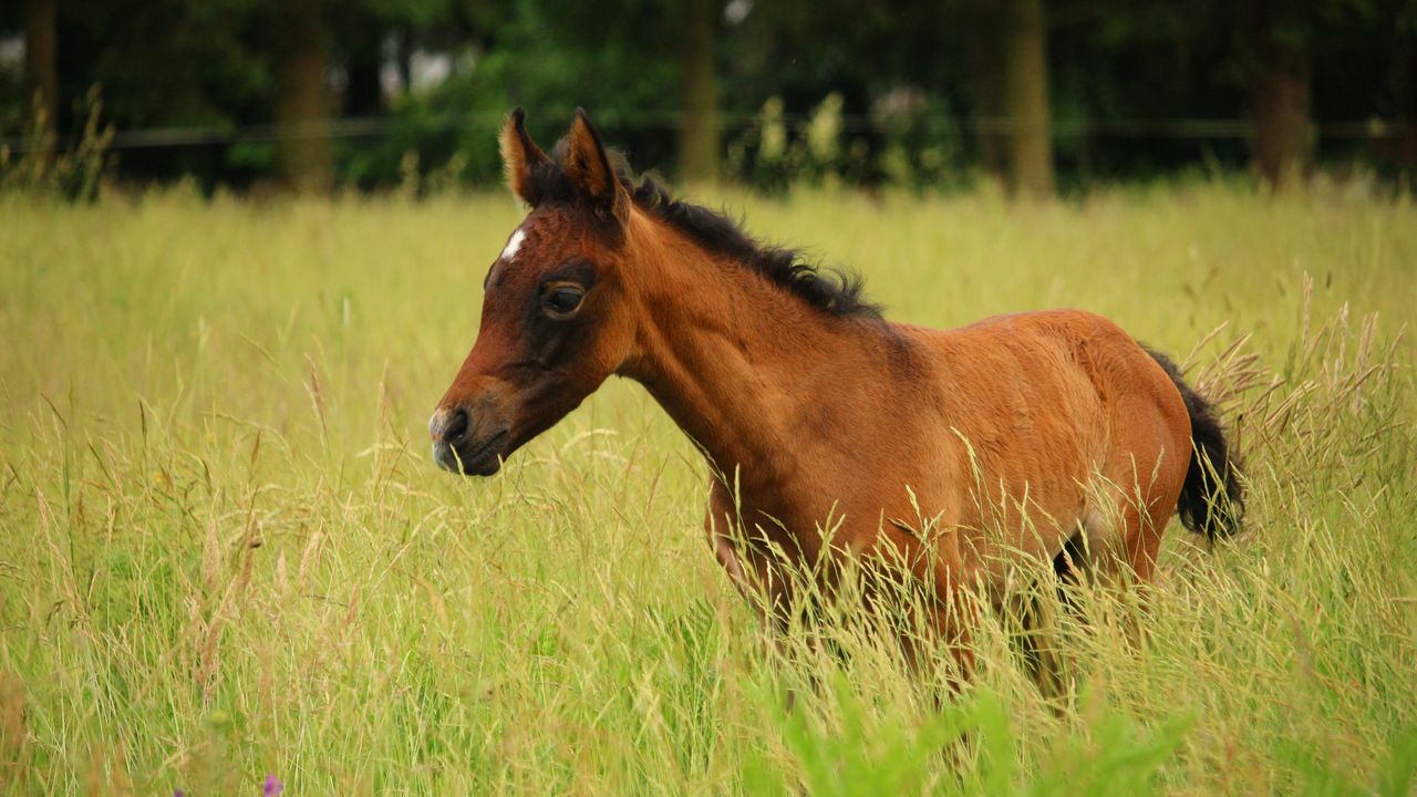 Wallpaper horse, colt, pasture, meadow