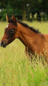 Preview wallpaper horse, colt, pasture, meadow