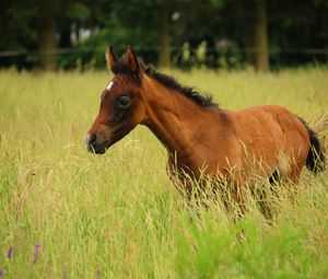 Preview wallpaper horse, colt, pasture, meadow