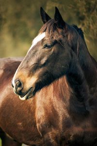 Preview wallpaper horse, corral, face, head