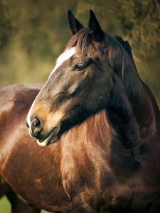 Preview wallpaper horse, corral, face, head