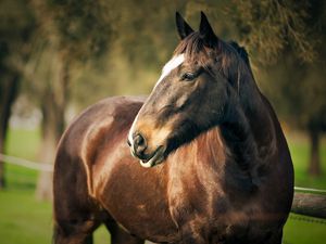 Preview wallpaper horse, corral, face, head