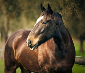 Preview wallpaper horse, corral, face, head