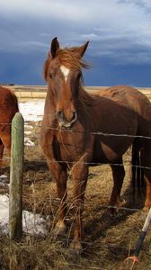 Preview wallpaper horse, corral, fences, snow