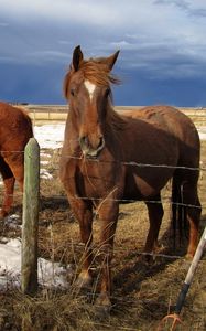 Preview wallpaper horse, corral, fences, snow