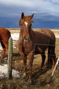 Preview wallpaper horse, corral, fences, snow