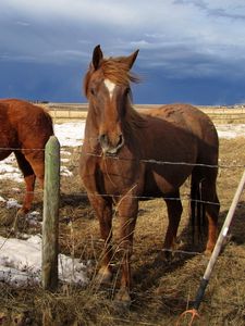 Preview wallpaper horse, corral, fences, snow