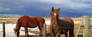 Preview wallpaper horse, corral, fences, snow