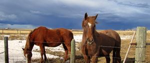 Preview wallpaper horse, corral, fences, snow