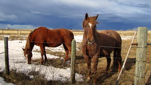 Preview wallpaper horse, corral, fences, snow