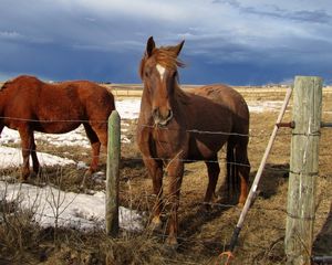 Preview wallpaper horse, corral, fences, snow