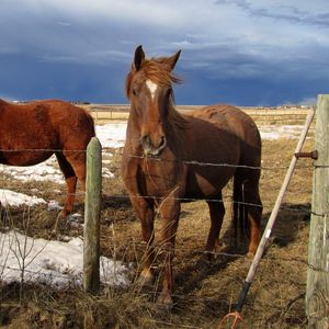 Preview wallpaper horse, corral, fences, snow