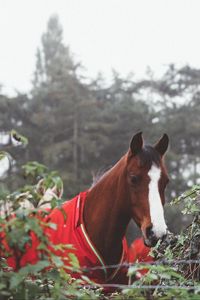 Preview wallpaper horse, corral, suit