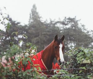 Preview wallpaper horse, corral, suit