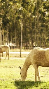 Preview wallpaper horse, corral, walk, food, grass, light, summer