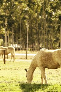 Preview wallpaper horse, corral, walk, food, grass, light, summer