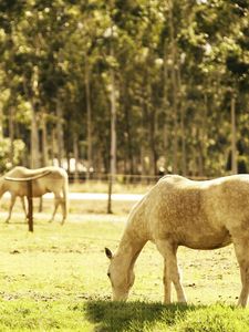 Preview wallpaper horse, corral, walk, food, grass, light, summer