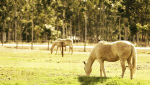 Preview wallpaper horse, corral, walk, food, grass, light, summer