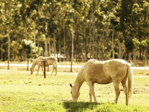 Preview wallpaper horse, corral, walk, food, grass, light, summer