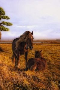 Preview wallpaper horse, couple, building, trees, grass