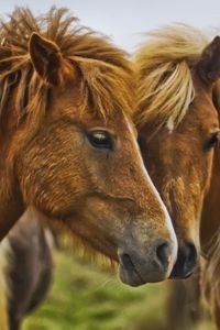 Preview wallpaper horse, couple, caring, tenderness