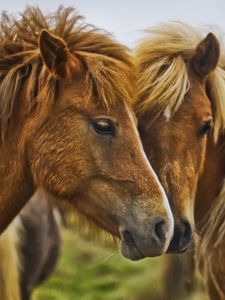 Preview wallpaper horse, couple, caring, tenderness