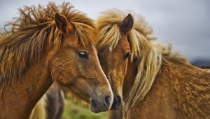 Preview wallpaper horse, couple, caring, tenderness