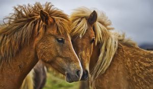 Preview wallpaper horse, couple, caring, tenderness