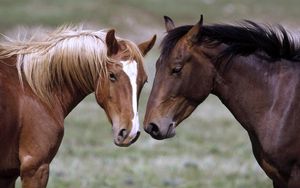 Preview wallpaper horse, couple, head, color