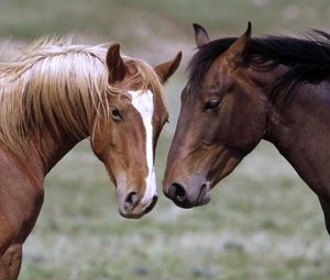 Preview wallpaper horse, couple, head, color