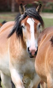 Preview wallpaper horse, couple, mane