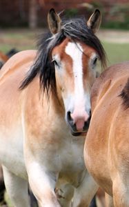 Preview wallpaper horse, couple, mane
