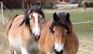 Preview wallpaper horse, couple, mane