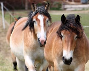 Preview wallpaper horse, couple, mane