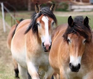 Preview wallpaper horse, couple, mane