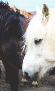 Preview wallpaper horse, couple, mane