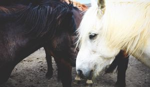 Preview wallpaper horse, couple, mane